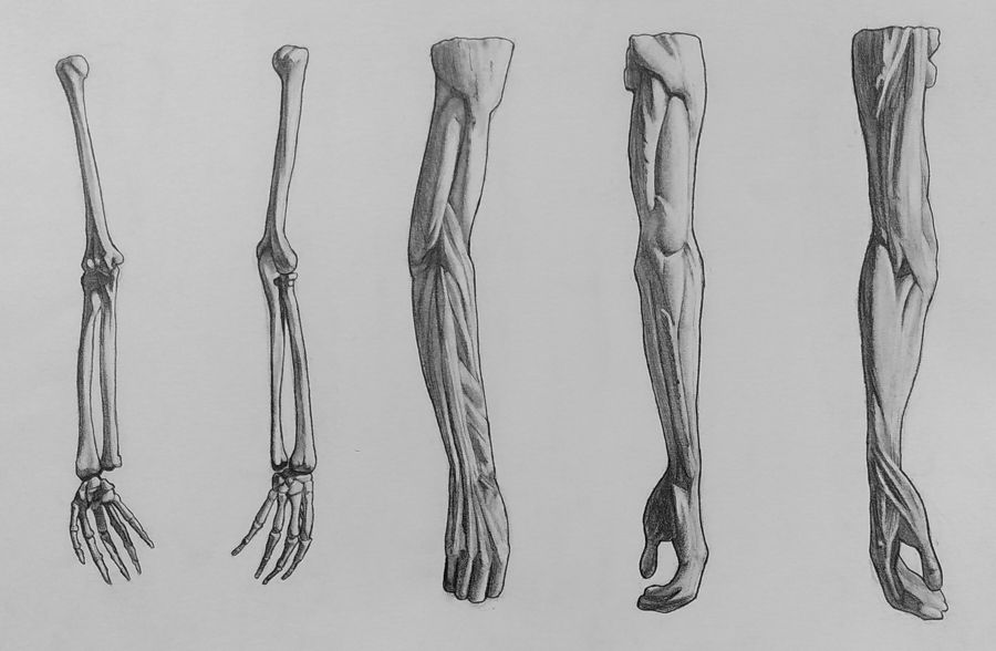Graphite drawing on smooth paper of human arms from various angles, some skeletal, some muscular.
