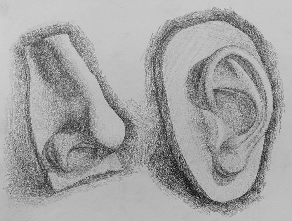 Graphite drawing on coarse paper of a plaster cast nose, and a plaster case ear.