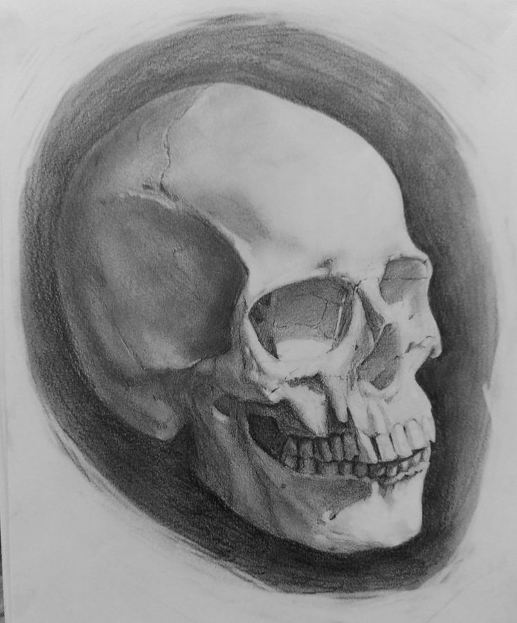 Graphite drawing on coarse paper of a human skull.