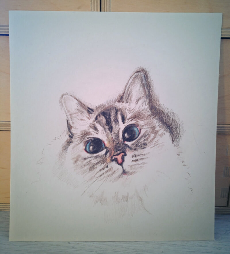 A coloured pencil drawing of a white cat, with striped markings on its forehead and light blue eyes.