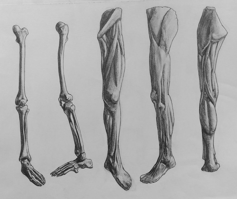 Graphite drawing on smooth paper of human legs from various angles, some skeletal, some muscular.